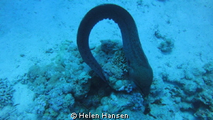 Moray Eel ready to swim away from the tourist by Helen Hansen 